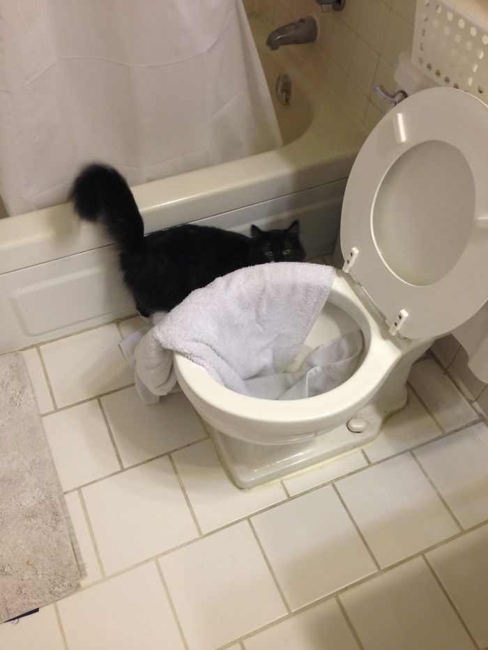 224 Times People Left Their Pets Alone, And Deeply Regretted It (Add Yours) 224 Times People Left Their Pets Alone, And Deeply Regretted It (Add Yours)