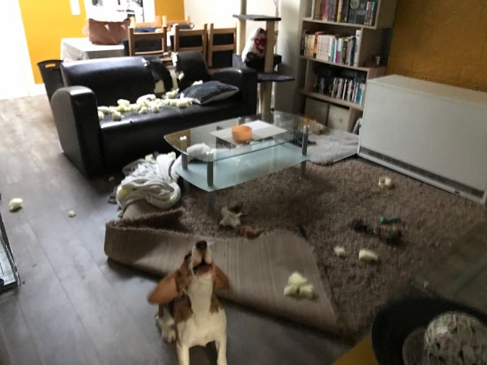 224 Times People Left Their Pets Alone, And Deeply Regretted It (Add Yours) 224 Times People Left Their Pets Alone, And Deeply Regretted It (Add Yours)