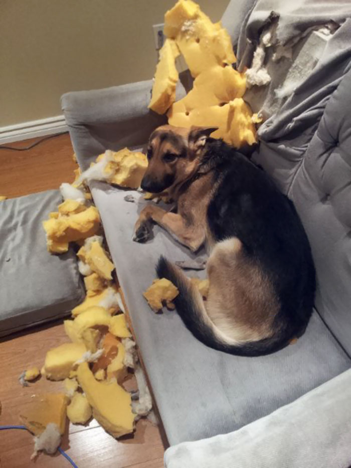 224 Times People Left Their Pets Alone, And Deeply Regretted It (Add Yours) 224 Times People Left Their Pets Alone, And Deeply Regretted It (Add Yours)