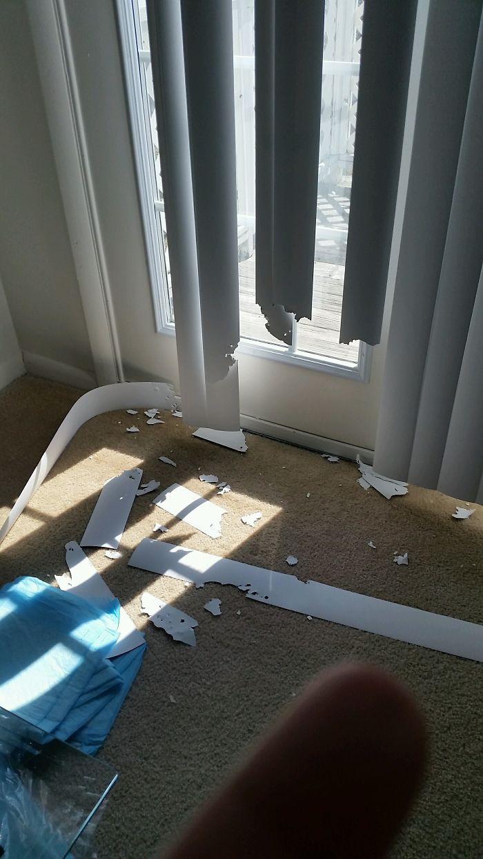 224 Times People Left Their Pets Alone, And Deeply Regretted It (Add Yours) 224 Times People Left Their Pets Alone, And Deeply Regretted It (Add Yours)