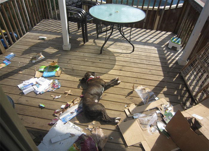 224 Times People Left Their Pets Alone, And Deeply Regretted It (Add Yours) 224 Times People Left Their Pets Alone, And Deeply Regretted It (Add Yours)