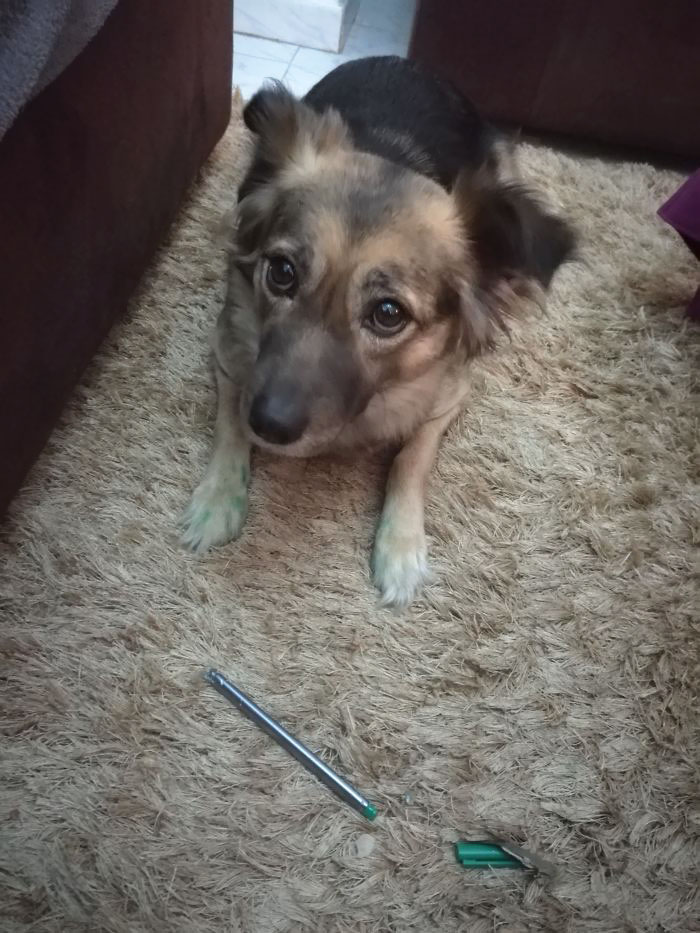 224 Times People Left Their Pets Alone, And Deeply Regretted It (Add Yours) 224 Times People Left Their Pets Alone, And Deeply Regretted It (Add Yours)