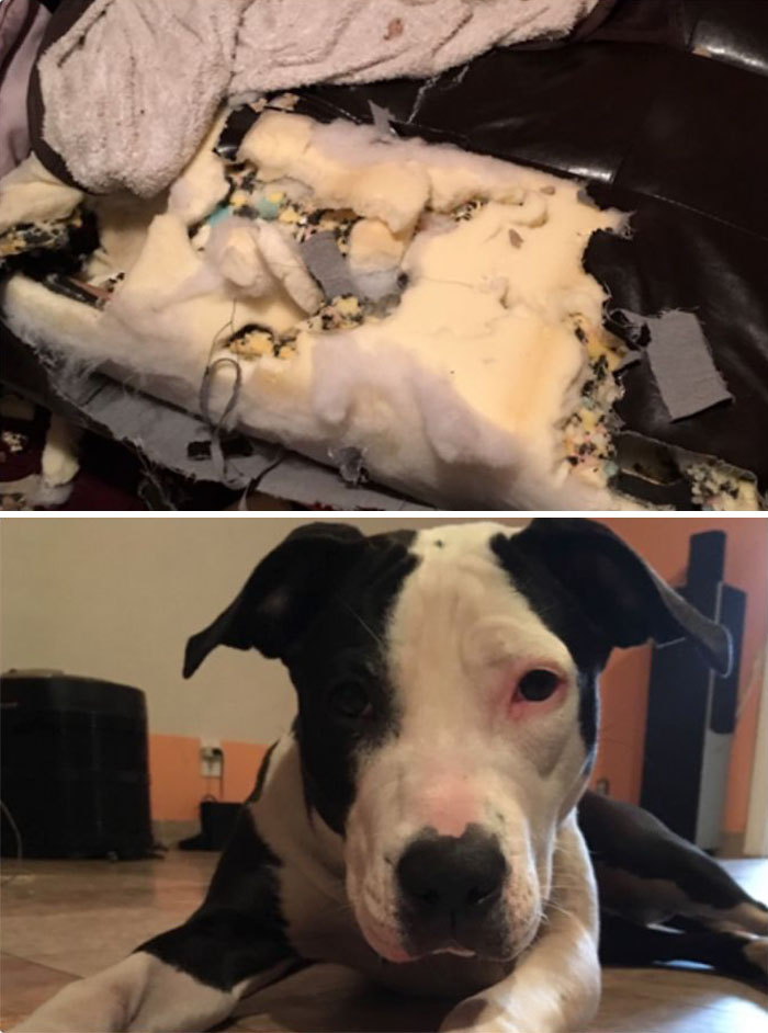 224 Times People Left Their Pets Alone, And Deeply Regretted It (Add Yours) 224 Times People Left Their Pets Alone, And Deeply Regretted It (Add Yours)