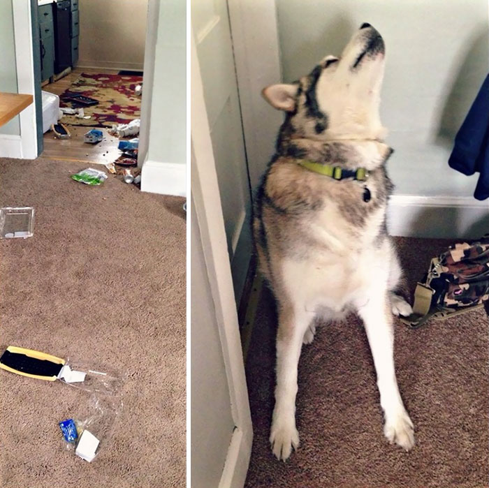 224 Times People Left Their Pets Alone, And Deeply Regretted It (Add Yours) 224 Times People Left Their Pets Alone, And Deeply Regretted It (Add Yours)