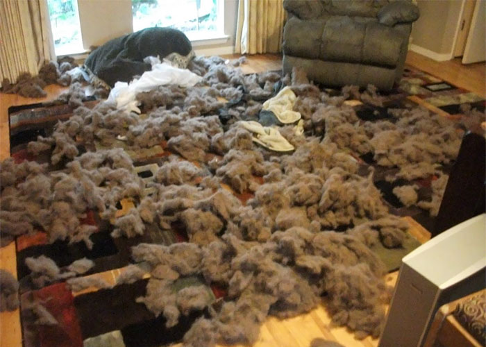 224 Times People Left Their Pets Alone, And Deeply Regretted It (Add Yours) 224 Times People Left Their Pets Alone, And Deeply Regretted It (Add Yours)