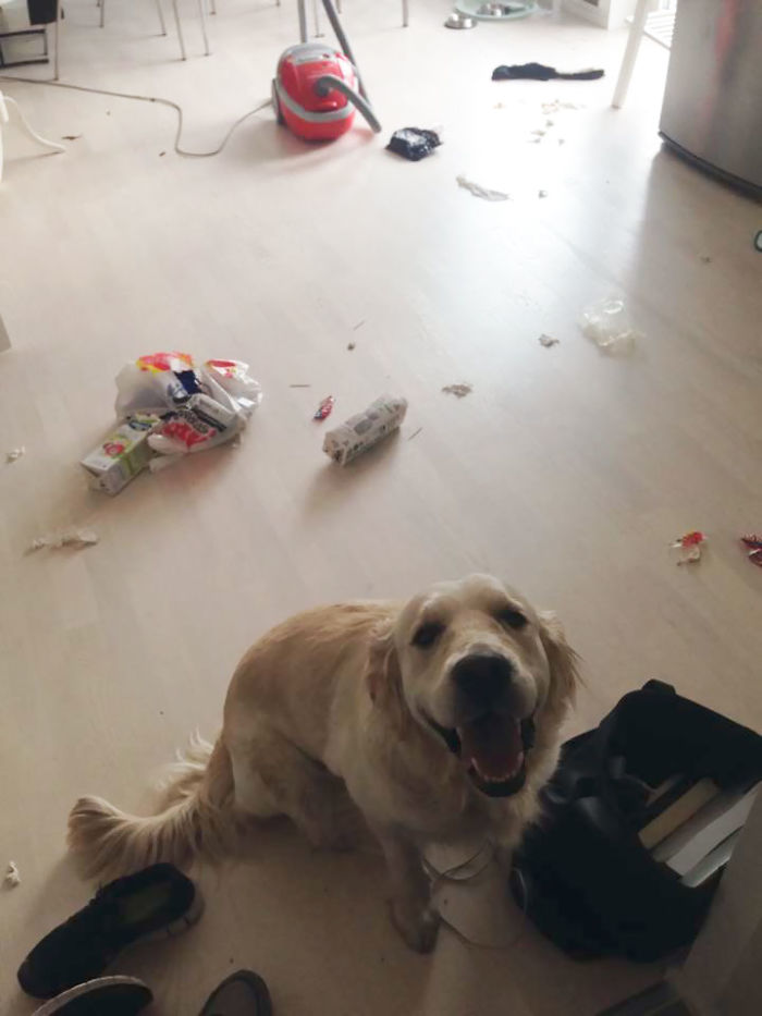 224 Times People Left Their Pets Alone, And Deeply Regretted It (Add Yours) 224 Times People Left Their Pets Alone, And Deeply Regretted It (Add Yours)