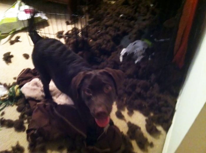 224 Times People Left Their Pets Alone, And Deeply Regretted It (Add Yours) 224 Times People Left Their Pets Alone, And Deeply Regretted It (Add Yours)