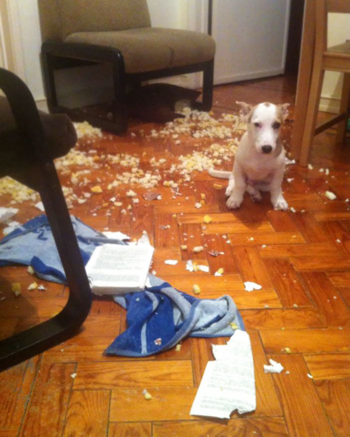 224 Times People Left Their Pets Alone, And Deeply Regretted It (Add Yours) 224 Times People Left Their Pets Alone, And Deeply Regretted It (Add Yours)