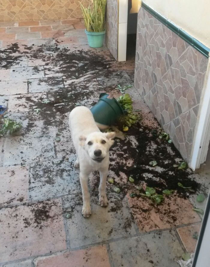 224 Times People Left Their Pets Alone, And Deeply Regretted It (Add Yours) 224 Times People Left Their Pets Alone, And Deeply Regretted It (Add Yours)