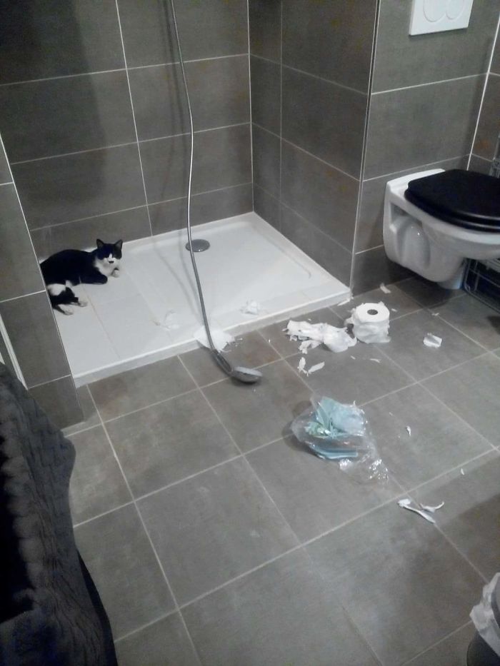 224 Times People Left Their Pets Alone, And Deeply Regretted It (Add Yours) 224 Times People Left Their Pets Alone, And Deeply Regretted It (Add Yours)