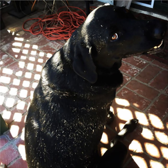 224 Times People Left Their Pets Alone, And Deeply Regretted It (Add Yours) 224 Times People Left Their Pets Alone, And Deeply Regretted It (Add Yours)