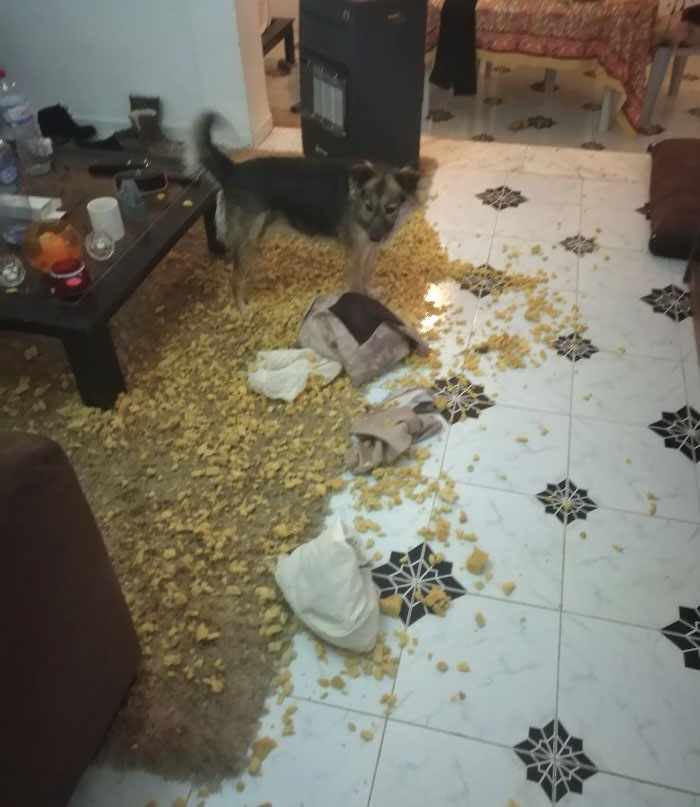 224 Times People Left Their Pets Alone, And Deeply Regretted It (Add Yours) 224 Times People Left Their Pets Alone, And Deeply Regretted It (Add Yours)