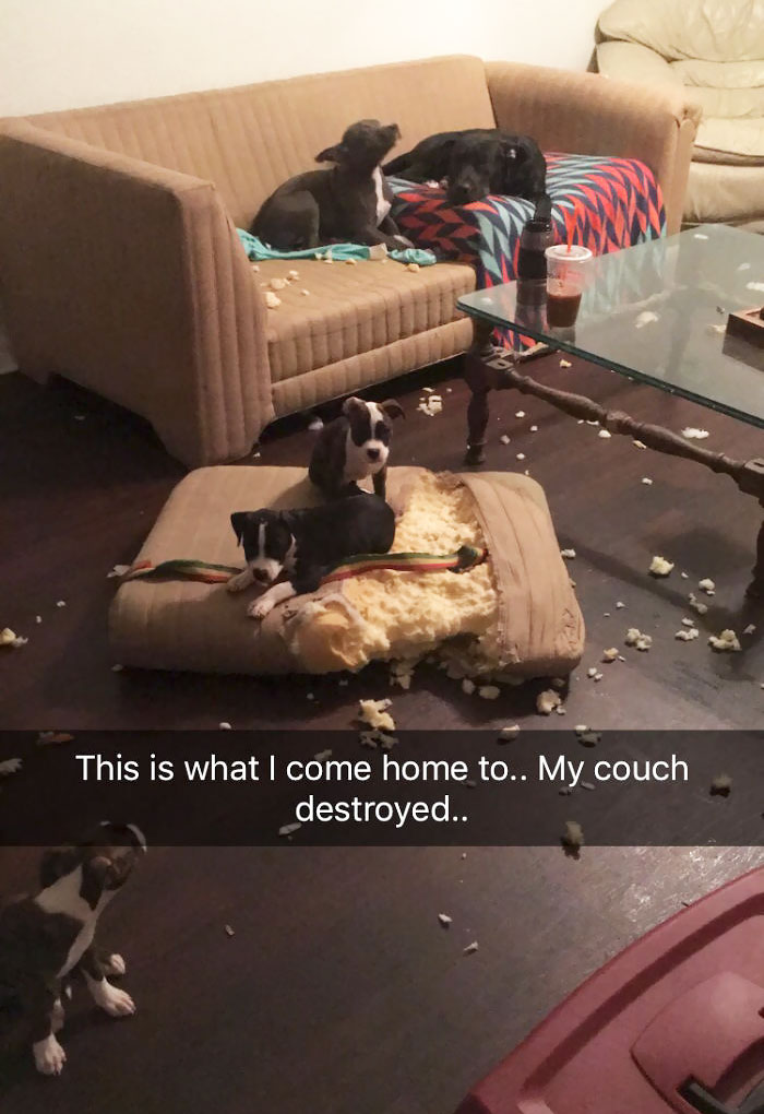 224 Times People Left Their Pets Alone, And Deeply Regretted It (Add Yours) 224 Times People Left Their Pets Alone, And Deeply Regretted It (Add Yours)