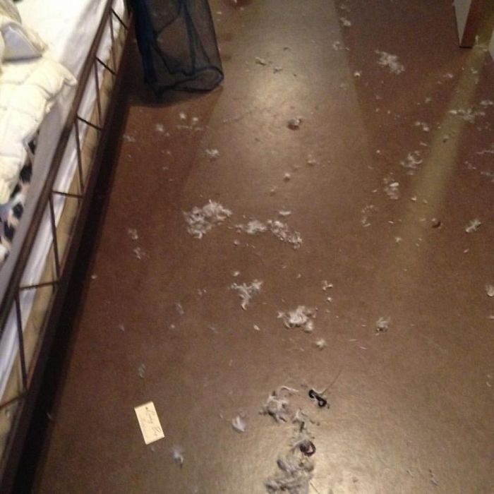 224 Times People Left Their Pets Alone, And Deeply Regretted It (Add Yours) 224 Times People Left Their Pets Alone, And Deeply Regretted It (Add Yours)