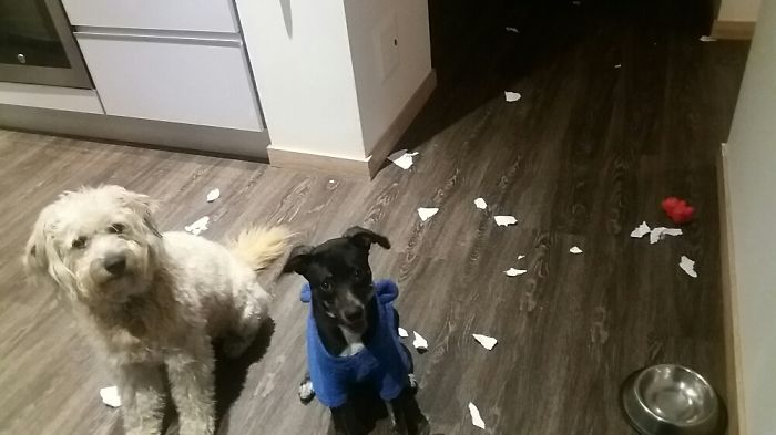 224 Times People Left Their Pets Alone, And Deeply Regretted It (Add Yours) 224 Times People Left Their Pets Alone, And Deeply Regretted It (Add Yours)