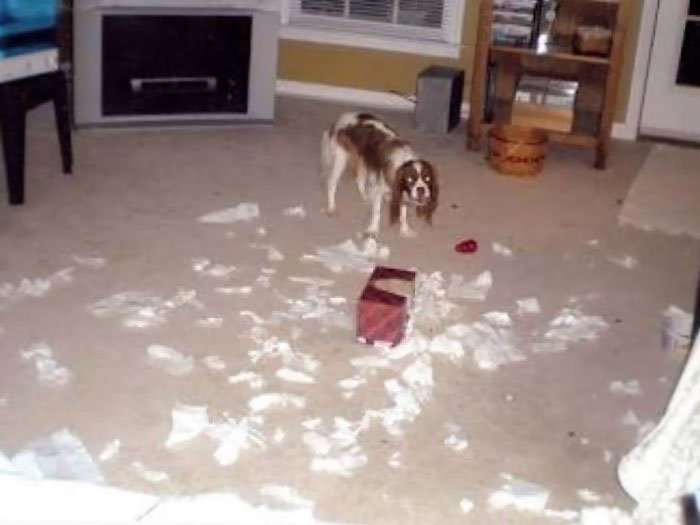 224 Times People Left Their Pets Alone, And Deeply Regretted It (Add Yours) 224 Times People Left Their Pets Alone, And Deeply Regretted It (Add Yours)