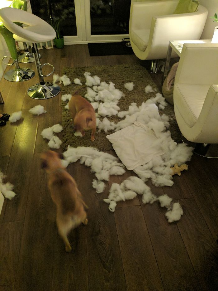 224 Times People Left Their Pets Alone, And Deeply Regretted It (Add Yours) 224 Times People Left Their Pets Alone, And Deeply Regretted It (Add Yours)