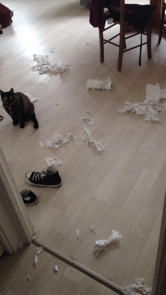 224 Times People Left Their Pets Alone, And Deeply Regretted It (Add Yours) 224 Times People Left Their Pets Alone, And Deeply Regretted It (Add Yours)