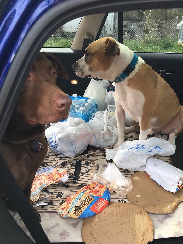 224 Times People Left Their Pets Alone, And Deeply Regretted It (Add Yours) 224 Times People Left Their Pets Alone, And Deeply Regretted It (Add Yours)