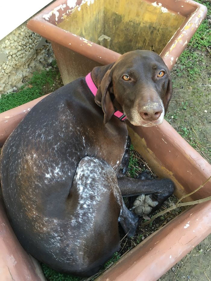 224 Times People Left Their Pets Alone, And Deeply Regretted It (Add Yours) 224 Times People Left Their Pets Alone, And Deeply Regretted It (Add Yours)