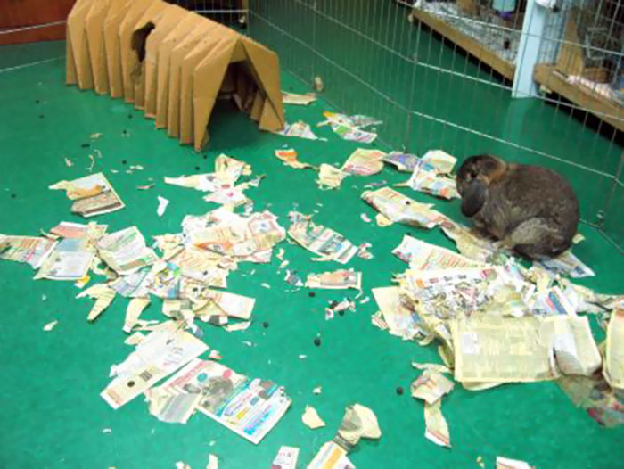 224 Times People Left Their Pets Alone, And Deeply Regretted It (Add Yours) 224 Times People Left Their Pets Alone, And Deeply Regretted It (Add Yours)