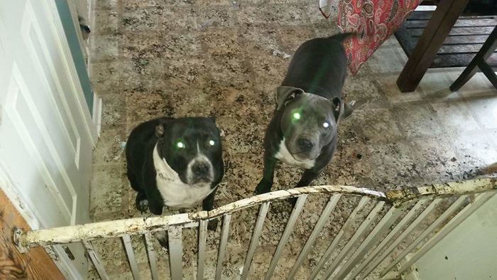 224 Times People Left Their Pets Alone, And Deeply Regretted It (Add Yours) 224 Times People Left Their Pets Alone, And Deeply Regretted It (Add Yours)