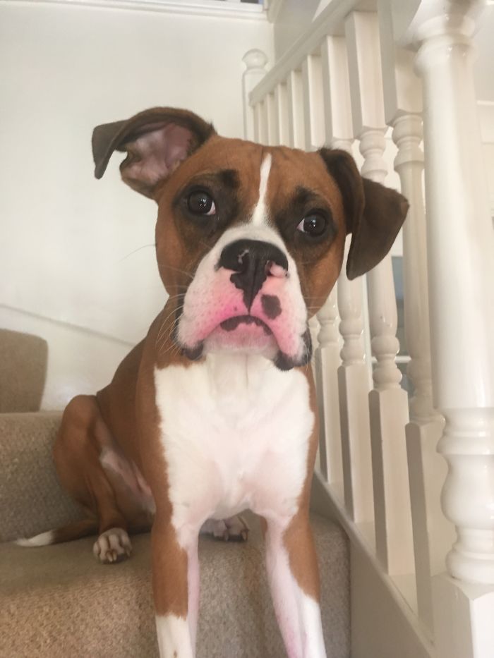 224 Times People Left Their Pets Alone, And Deeply Regretted It (Add Yours) 224 Times People Left Their Pets Alone, And Deeply Regretted It (Add Yours)