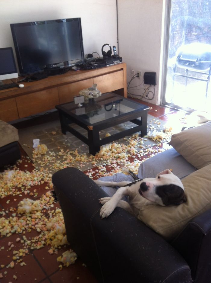 224 Times People Left Their Pets Alone, And Deeply Regretted It (Add Yours) 224 Times People Left Their Pets Alone, And Deeply Regretted It (Add Yours)