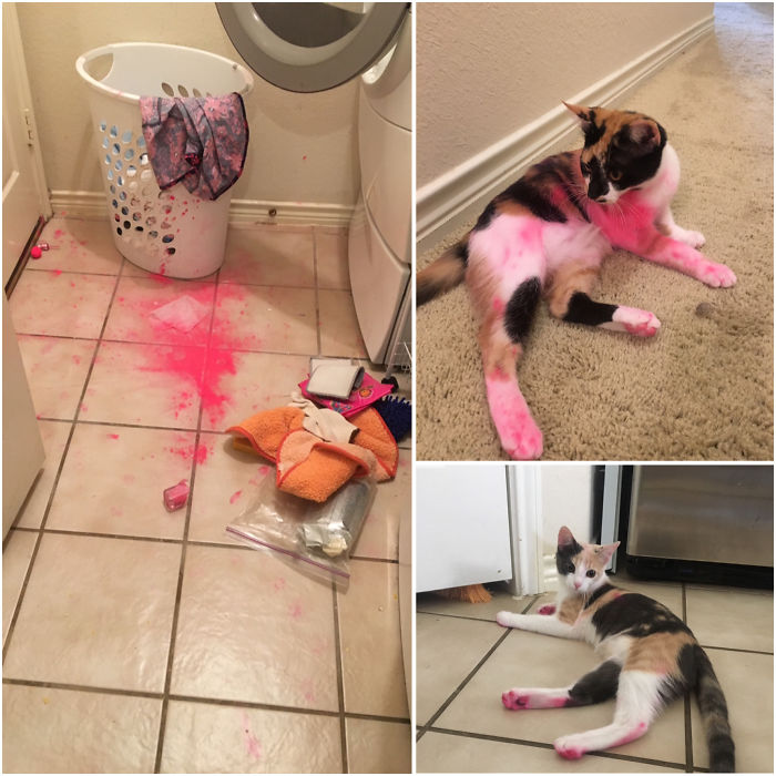 224 Times People Left Their Pets Alone, And Deeply Regretted It (Add Yours) 224 Times People Left Their Pets Alone, And Deeply Regretted It (Add Yours)