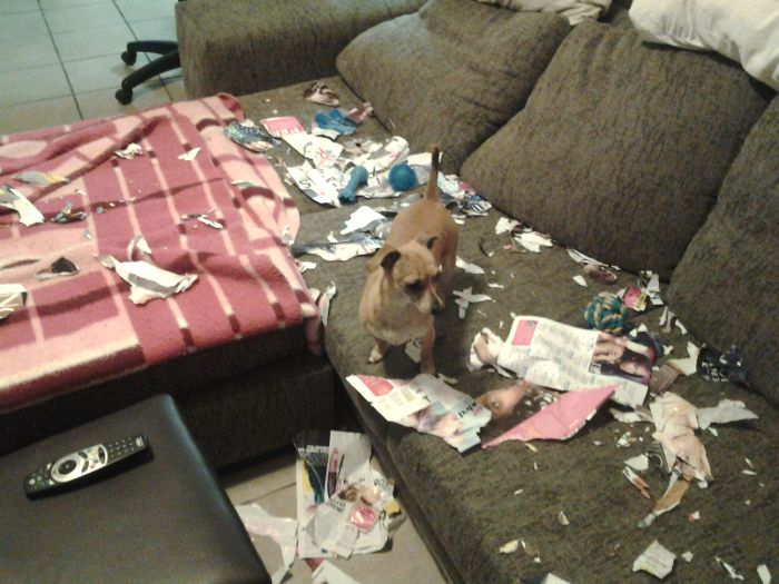 224 Times People Left Their Pets Alone, And Deeply Regretted It (Add Yours) 224 Times People Left Their Pets Alone, And Deeply Regretted It (Add Yours)