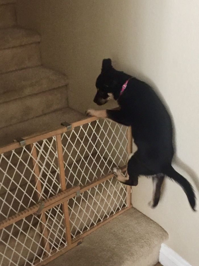 224 Times People Left Their Pets Alone, And Deeply Regretted It (Add Yours) 224 Times People Left Their Pets Alone, And Deeply Regretted It (Add Yours)