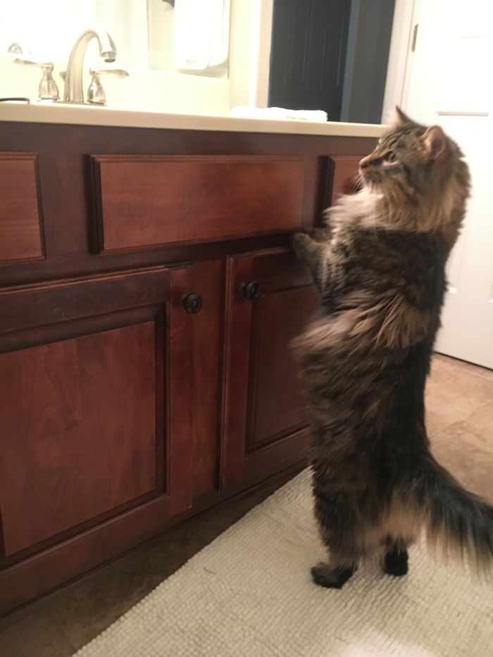 224 Times People Left Their Pets Alone, And Deeply Regretted It (Add Yours) 224 Times People Left Their Pets Alone, And Deeply Regretted It (Add Yours)