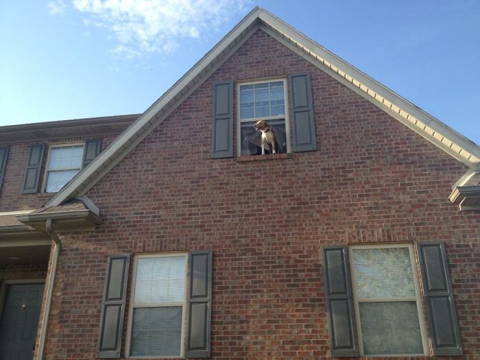 224 Times People Left Their Pets Alone, And Deeply Regretted It (Add Yours) 224 Times People Left Their Pets Alone, And Deeply Regretted It (Add Yours)