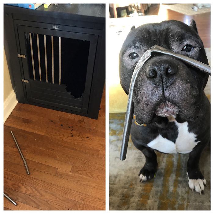 224 Times People Left Their Pets Alone, And Deeply Regretted It (Add Yours) 224 Times People Left Their Pets Alone, And Deeply Regretted It (Add Yours)