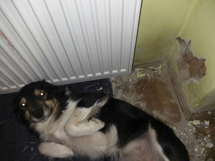 224 Times People Left Their Pets Alone, And Deeply Regretted It (Add Yours) 224 Times People Left Their Pets Alone, And Deeply Regretted It (Add Yours)