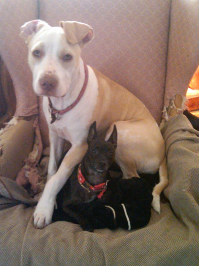 224 Times People Left Their Pets Alone, And Deeply Regretted It (Add Yours) 224 Times People Left Their Pets Alone, And Deeply Regretted It (Add Yours)