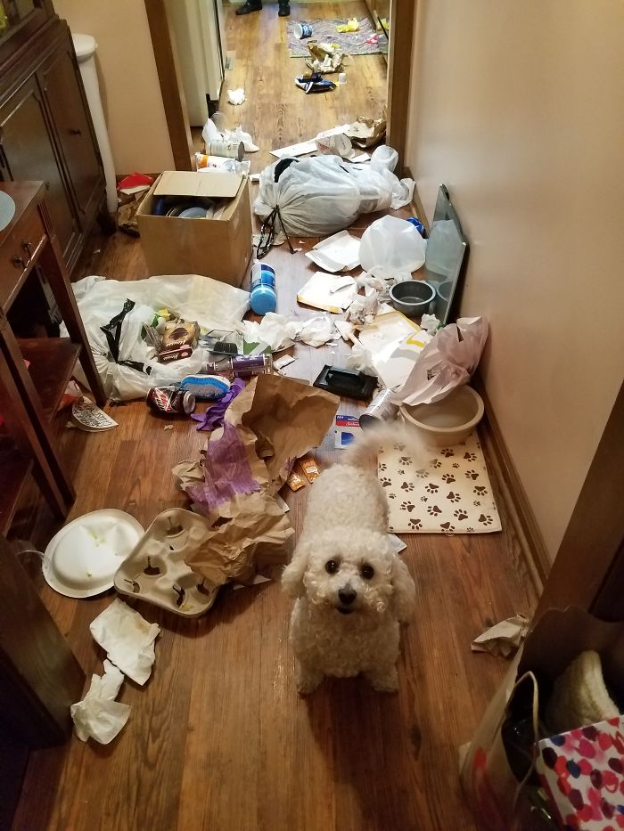 224 Times People Left Their Pets Alone, And Deeply Regretted It (Add Yours) 224 Times People Left Their Pets Alone, And Deeply Regretted It (Add Yours)