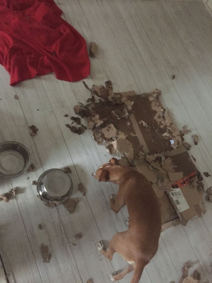 224 Times People Left Their Pets Alone, And Deeply Regretted It (Add Yours) 224 Times People Left Their Pets Alone, And Deeply Regretted It (Add Yours)