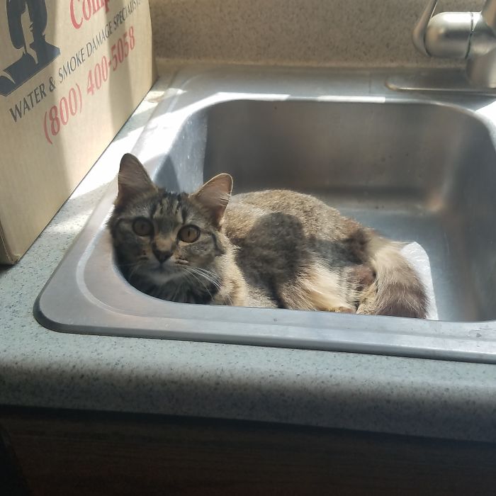 224 Times People Left Their Pets Alone, And Deeply Regretted It (Add Yours) 224 Times People Left Their Pets Alone, And Deeply Regretted It (Add Yours)