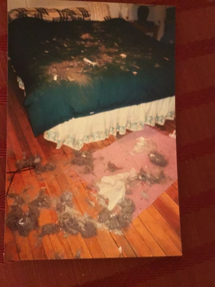 224 Times People Left Their Pets Alone, And Deeply Regretted It (Add Yours) 224 Times People Left Their Pets Alone, And Deeply Regretted It (Add Yours)