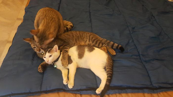 224 Times People Left Their Pets Alone, And Deeply Regretted It (Add Yours) 224 Times People Left Their Pets Alone, And Deeply Regretted It (Add Yours)