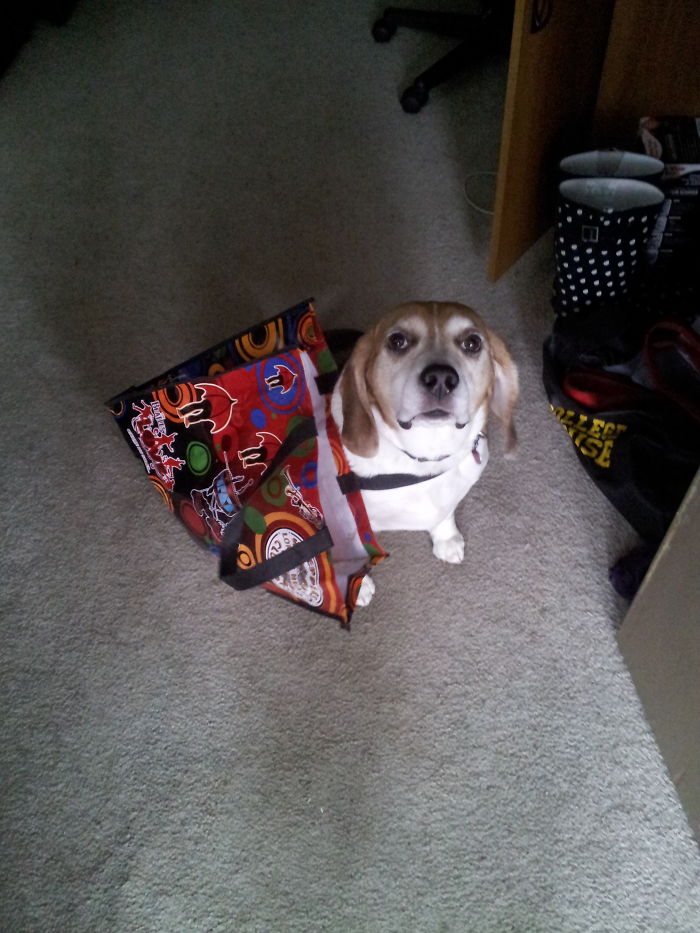 224 Times People Left Their Pets Alone, And Deeply Regretted It (Add Yours) 224 Times People Left Their Pets Alone, And Deeply Regretted It (Add Yours)