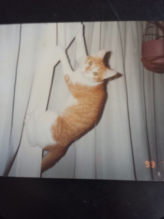 224 Times People Left Their Pets Alone, And Deeply Regretted It (Add Yours) 224 Times People Left Their Pets Alone, And Deeply Regretted It (Add Yours)