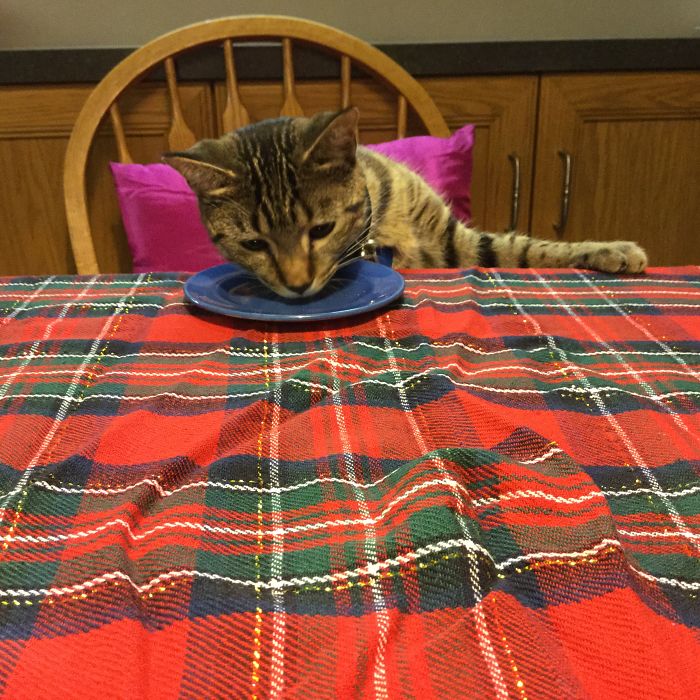 224 Times People Left Their Pets Alone, And Deeply Regretted It (Add Yours) 224 Times People Left Their Pets Alone, And Deeply Regretted It (Add Yours)