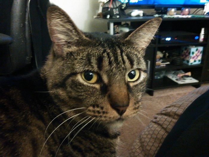 224 Times People Left Their Pets Alone, And Deeply Regretted It (Add Yours) 224 Times People Left Their Pets Alone, And Deeply Regretted It (Add Yours)