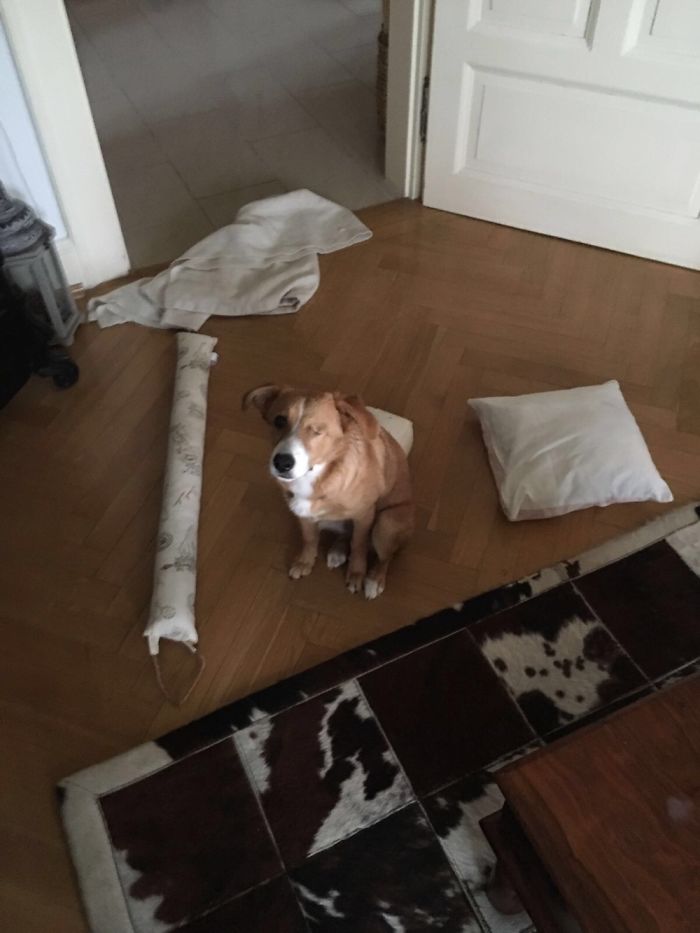 224 Times People Left Their Pets Alone, And Deeply Regretted It (Add Yours) 224 Times People Left Their Pets Alone, And Deeply Regretted It (Add Yours)