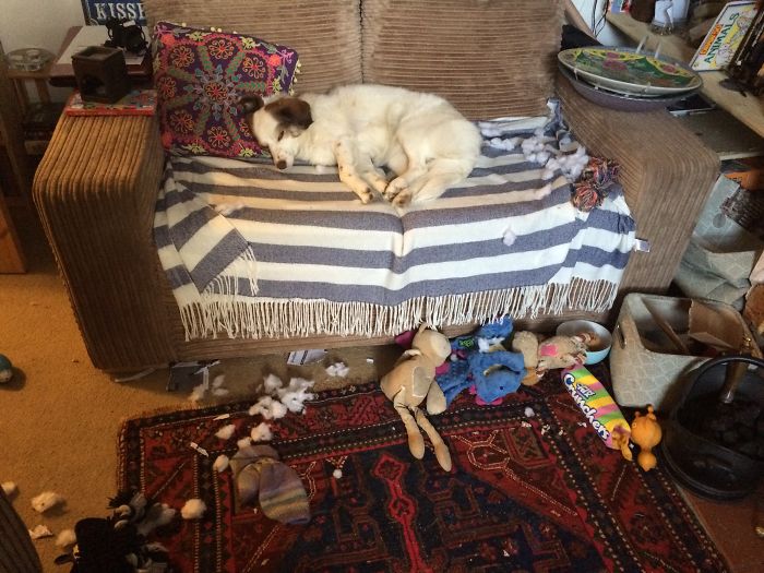 224 Times People Left Their Pets Alone, And Deeply Regretted It (Add Yours) 224 Times People Left Their Pets Alone, And Deeply Regretted It (Add Yours)