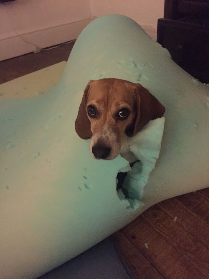 224 Times People Left Their Pets Alone, And Deeply Regretted It (Add Yours) 224 Times People Left Their Pets Alone, And Deeply Regretted It (Add Yours)