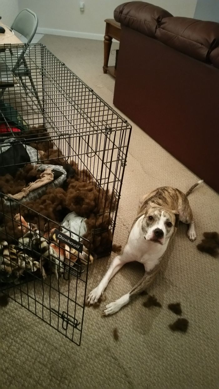 224 Times People Left Their Pets Alone, And Deeply Regretted It (Add Yours) 224 Times People Left Their Pets Alone, And Deeply Regretted It (Add Yours)