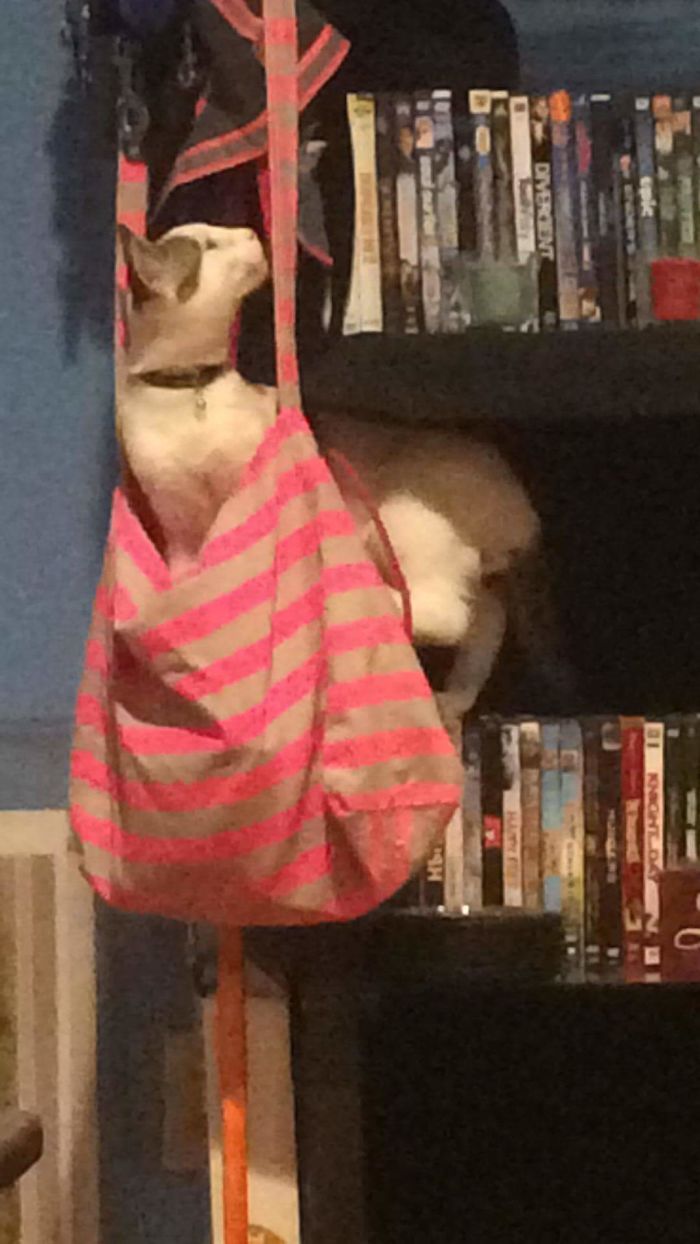 224 Times People Left Their Pets Alone, And Deeply Regretted It (Add Yours) 224 Times People Left Their Pets Alone, And Deeply Regretted It (Add Yours)